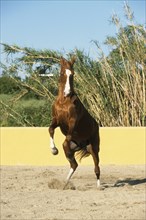 Arabian, horse, rising