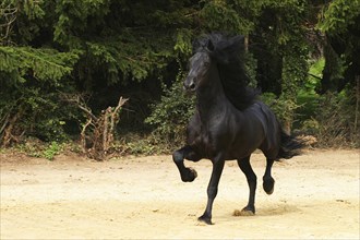 Friesian, Friesian horse