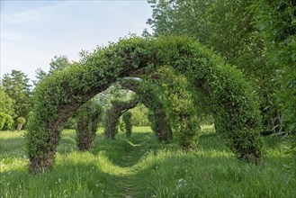 Topiary Garden, Symphonic Willow Walk, Boizenburg, Mecklenburg-Vorpommern, Germany, Europe