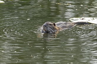 Nutria (Myocastor coypus) swimming, pond, Boizenburg, Mecklenburg-Vorpommern, Germany, Europe