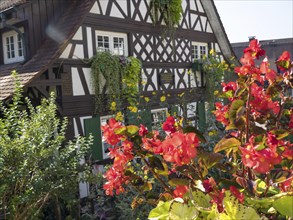 A traditional half-timbered house with blooming red flowers and green plants in summer, old
