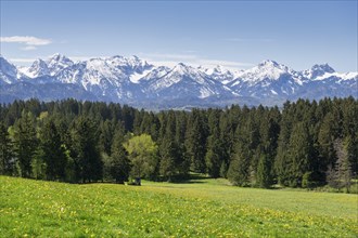 View of the Allgaeu Alps, dandelion meadow, snow, forest, East Allgaeu, Allgaeu, Bavaria, Germany,