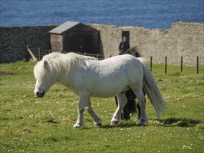 A white and a black pony graze side by side in a meadow in front of an old stone wall and the sea,
