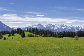 View of the Allgaeu Alps, dandelion meadow, snow, forest, Ostallgaeu, Buching, Allgaeu, Bavaria,