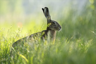 European hare (Lepus europaeus) sitting in a meadow, wildlife, Lower Saxony, Germany, Europe
