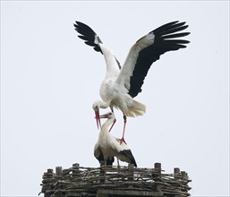 White storks (Ciconia ciconia), copula, mating, Germany, Europe