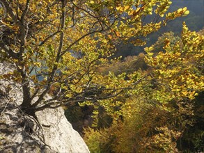 A tree with golden autumn leaves grows on a sunny cliff above a wooded landscape, autumn foliage