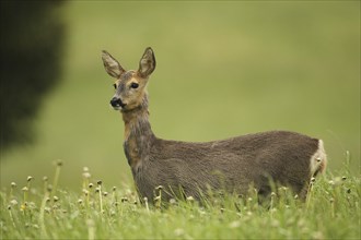 European roe deer (Capreolus capreolus) doe in winter coat secured in faded dandelion meadow,