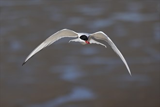 Arctic tern (Sterna paradisaea) in flight, Schleswig-Holstein Wadden Sea National Park, UNESCO