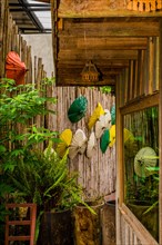 Colorful umbrellas hanging on bamboo fence in Thailand