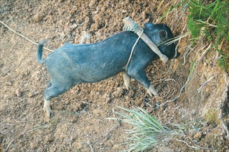 A Black Swayback pig also known locally as Babi Bali Asi which is an indigenous native species of