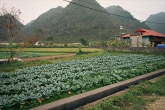 A lush green vegetable farm in front of a house with karst mountains in the background showing the