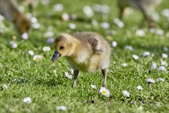 Close-up of a young gosling in the grass with daisies