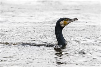 Great cormorant (Phalacrocorax carbo), swimming, Emsland, Lower Saxony, Germany, Europe