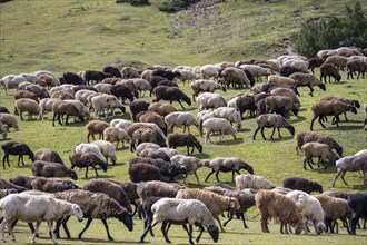 Flock of sheep on a grazed meadow, Karkyra Valley, Karkyra River, Kyrgyzstan, Asia