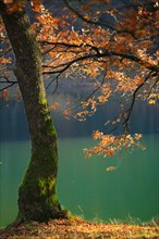 Tree with autumn leaves by the lake