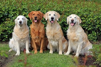 Labrador Retriever, group picture