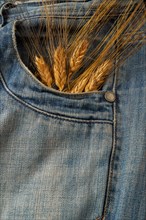 Ripe ears of wheat sticking out of the pocket of blue jeans