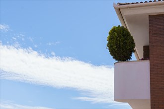 Small cypress in a pot on the balcony of an apartment, with a cloudy blue sky in the background