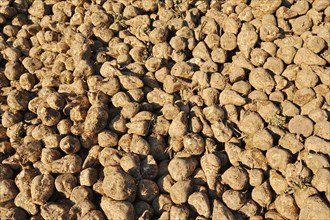 Harvested sugar beet (Beta vulgaris ssp. vulgaris var. altissima), sugar beet harvest,