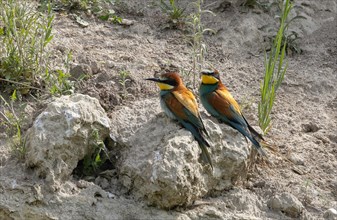 Bee-eater (Merops apiaster), colony, Burgenland