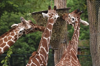 Three reticulated giraffes, Giraffa camelopardalis reticulata, eating from a basket hanging high in