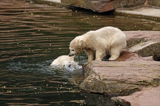 Two small polar bears (Ursus maritimus) playing by the water, Nuremberg Zoo, Am Tiergarten 30,