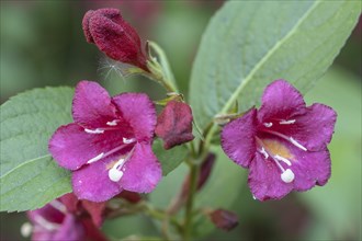 Weigelas (Weigela), flowers, Emsland, Lower Saxony, Germany, Europe