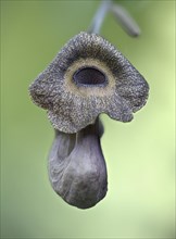 Dutchman's pipe (Aristolochia macrophylla), flower, Emsland, Lower Saxony, Germany, Europe