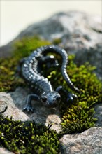 Alpine salamander (Salamandra atra), on stone with moss, Hohenschwangau, Allgaeu, Bavaria