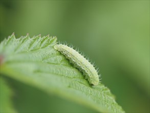 Caterpillar, rats, Styria, Austria, Europe
