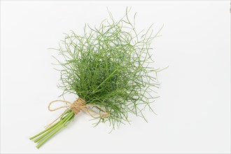 Bunch of fennel tied with hemp string insulated on a white background and copy space