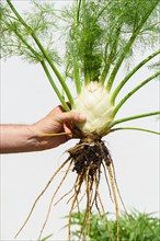 Arm of a man holding a fennel plant picked from his organic garden isolated on white background