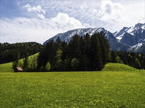 Meadow at the edge of a forest, cloudy mood over a mountain peak, Grimming, near Bad Mitterndorf,