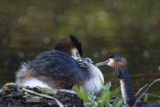 A resting great crested grebe (Podiceps ribbonfish) on the nest with two chicks, feeding scene,