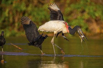 Jabiru (Jabiru mycteria) Pantanal Brazil