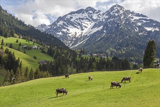 Landscape with meadows and cows, behind Widderstein and Kleiner Widderstein, near Mittelberg,
