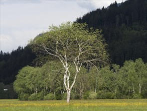 Tree in a meadow, near Irdning, Ennstal, Styria, Austria, Europe