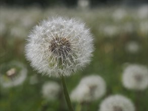 Common dandelion (Taraxacum officinale), near Irdning, Ennstal, Styria, Austria, Europe