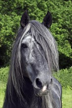 Andalusian, Andalusian horse, Portrait