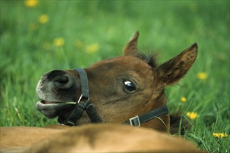 Arabian, horse, foal, lying