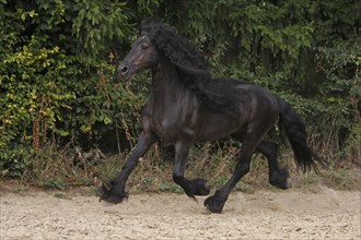 Friesian, Friesian horse