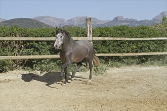 Andalusian, Andalusian horse, Antequera, Andalusia, Spain, Europe