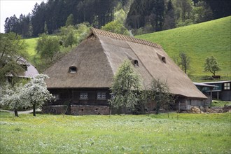 Black Forest house with reed roof in Glottertal, Baden-Wuerttemberg, Germany, Europe