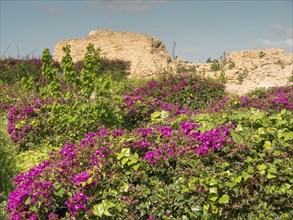 Blooming purple bushes and green plants in front of ancient ruins in sunny weather, Purple flowers