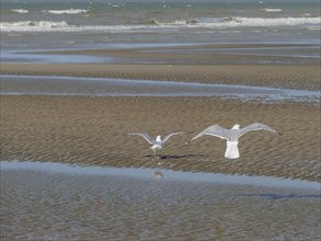 Two seagulls flying over the sandy beach with the wavy sea in the background, squabbling seagulls