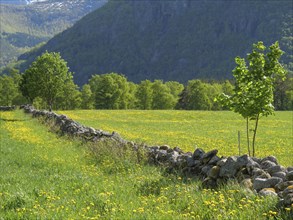 Green meadow with yellow flowers, trees and a stone wall in front of a mountain landscape, stone