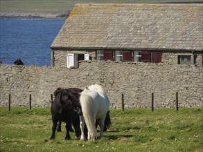 Two ponies feeding in a pasture in front of a stone wall with a farmhouse by the sea, close up view