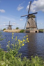 Windmills by a body of water with yellow flowers in the foreground and a clear sky, many historic
