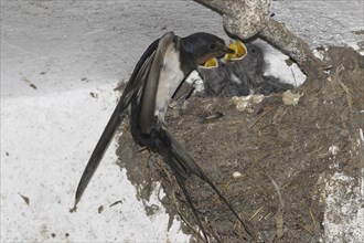 Barn Swallow (Hirundo rustica) feeding young birds in the nest in a cowshed, Lower Austria,